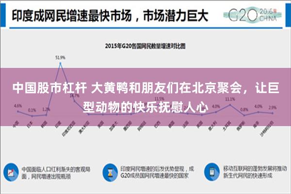 中国股市杠杆 大黄鸭和朋友们在北京聚会，让巨型动物的快乐抚慰人心