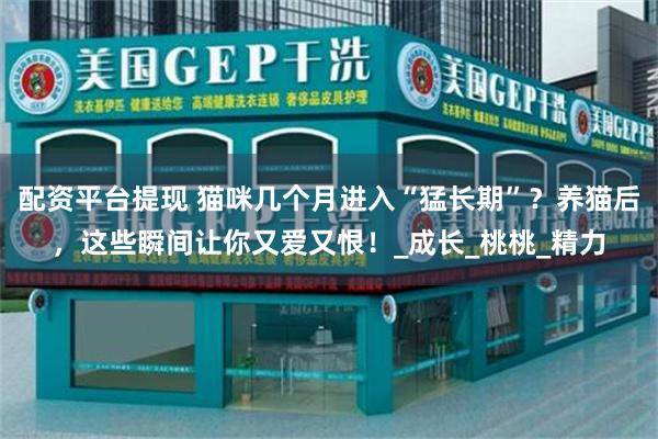 配资平台提现 猫咪几个月进入“猛长期”？养猫后，这些瞬间让你又爱又恨！_成长_桃桃_精力